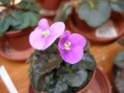 Damas (A.E. Adams)  Махровые нежно-фиолетовые цветы. Фестончатый лист.Аккуратная маленькая розетка Миниатюрная фиалка 