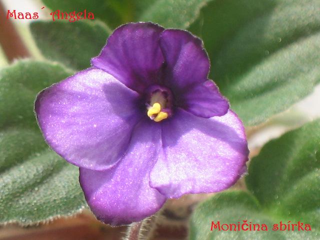 Maas ' Angela (M. Maas)  Jednoduché a poloplné levandulové květy s tmavšími okraji a okem.  "Clamas" listy. Polominiatura