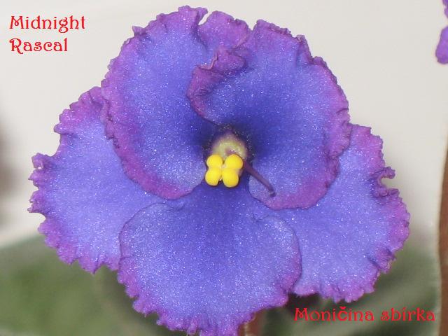 Midnight Rascal (8259) 07/28/1995 (S. Sorano) Poloplné středně modré macešky/jahodový zvlněný okraj. Středně zelený, oválný, prošívaný list s červeným rubem. Polominiatura