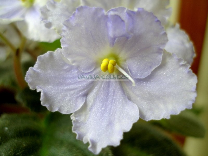 Sky Diver (S. Sorano) Semidouble light blue and white mottled ruffled pansy/variable yellow. Dark green/red back. Standard